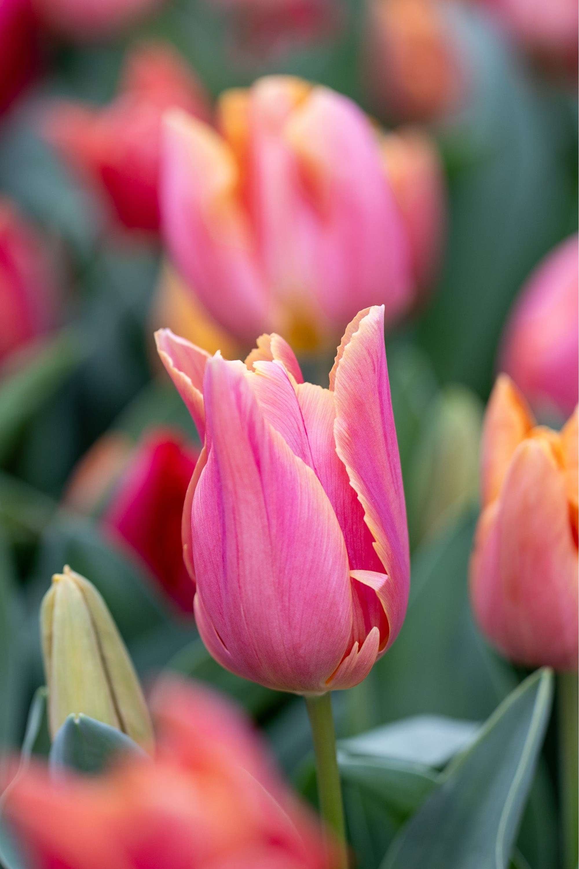 'Jimmy Family' tulpanblandning